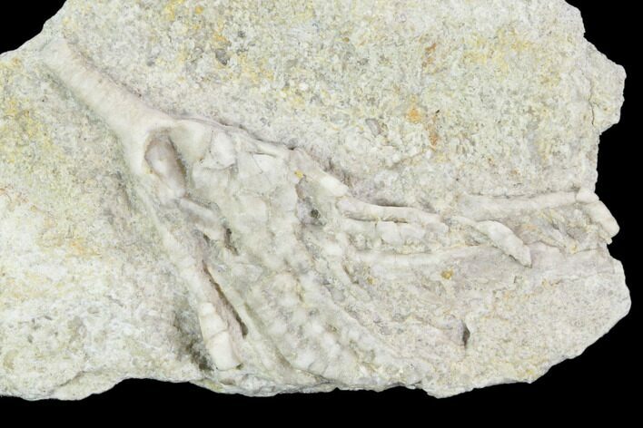 Crinoid (Cercidocrinus) Fossil on Rock - Gilmore City, Iowa #102975